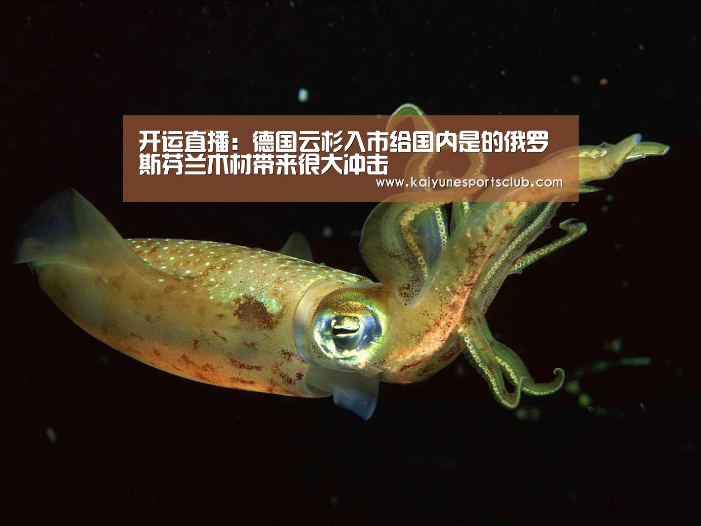 开运直播:德国云杉入市给国内是的俄罗斯芬兰木材带来很大冲击(图1) 开运登录